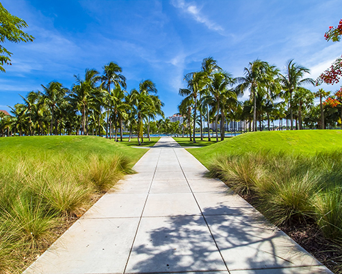 A paved walkway through well manicured grass with palms trees and buildings in the distance.